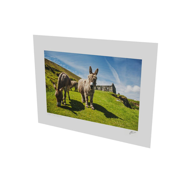Donkeys, Great Blasket Island, Co. Kerry