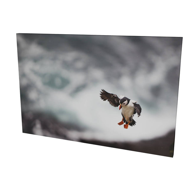 Puffin Landing, Skellig Michael, Co. Kerry