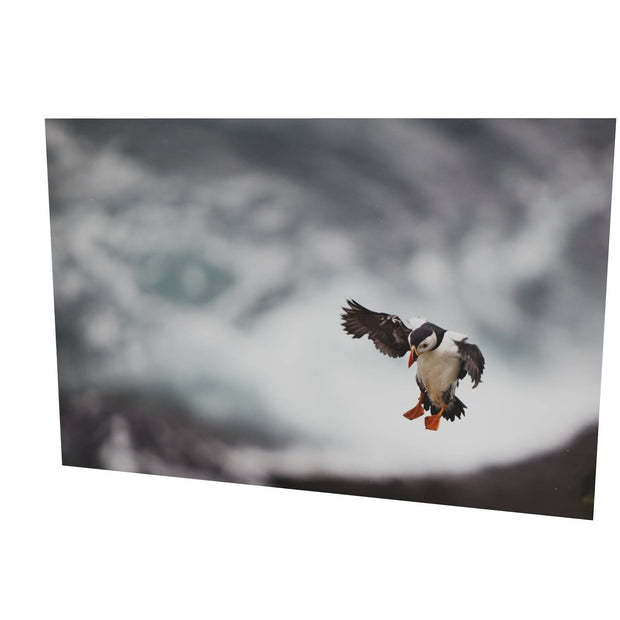 Puffin Landing, Skellig Michael, Co. Kerry