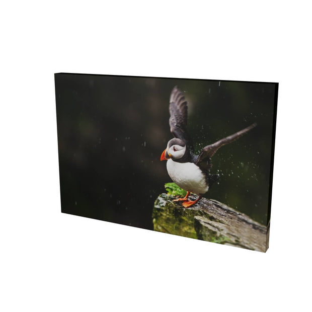 Puffin, Skellig Michael, Co. Kerry
