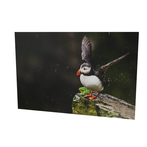 Puffin, Skellig Michael, Co. Kerry
