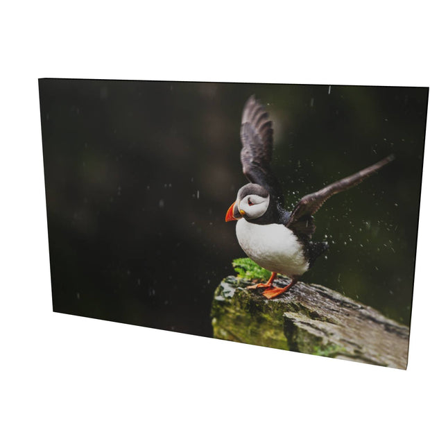 Puffin, Skellig Michael, Co. Kerry