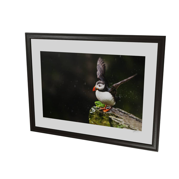 Puffin, Skellig Michael, Co. Kerry