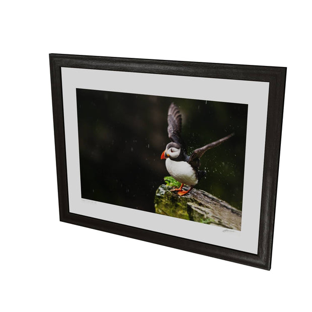 Puffin, Skellig Michael, Co. Kerry