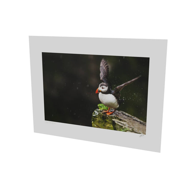 Puffin, Skellig Michael, Co. Kerry
