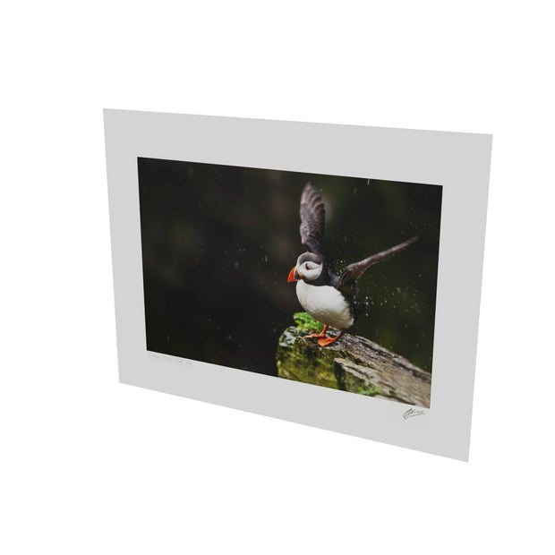 Puffin, Skellig Michael, Co. Kerry