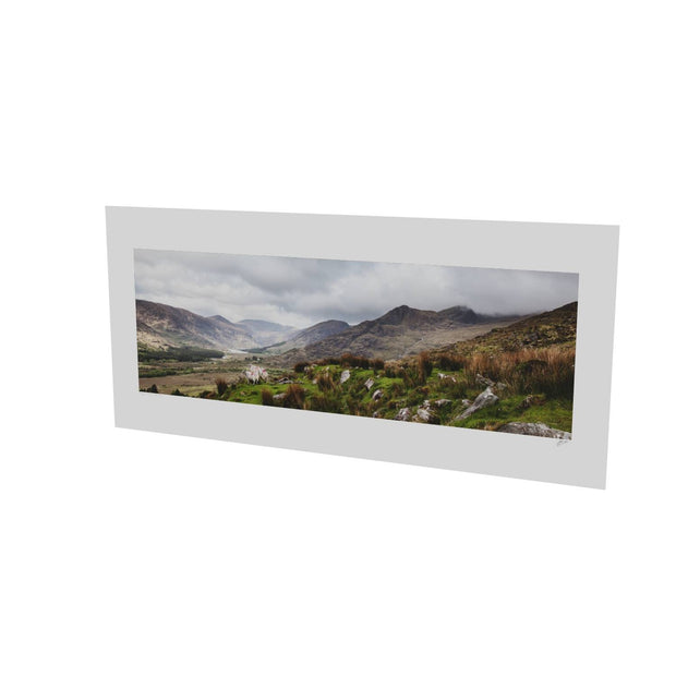 Sheep, the Black Valley, Co. Kerry