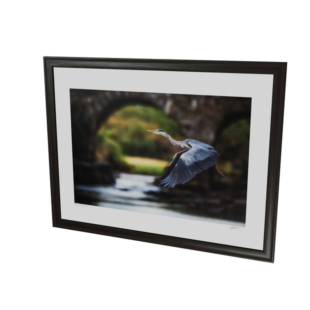 Heron, Meeting of the Waters, Killarney, Co. Kerry