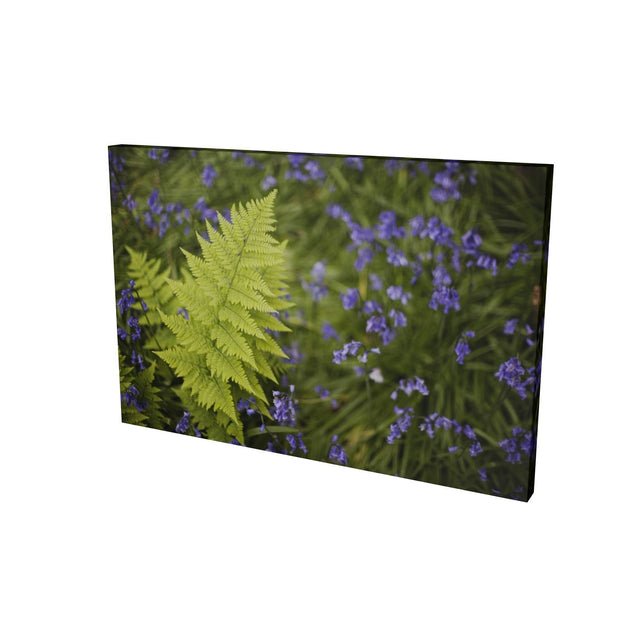 Fern with Bluebells, Muckross, Killarney, Co. Kerry