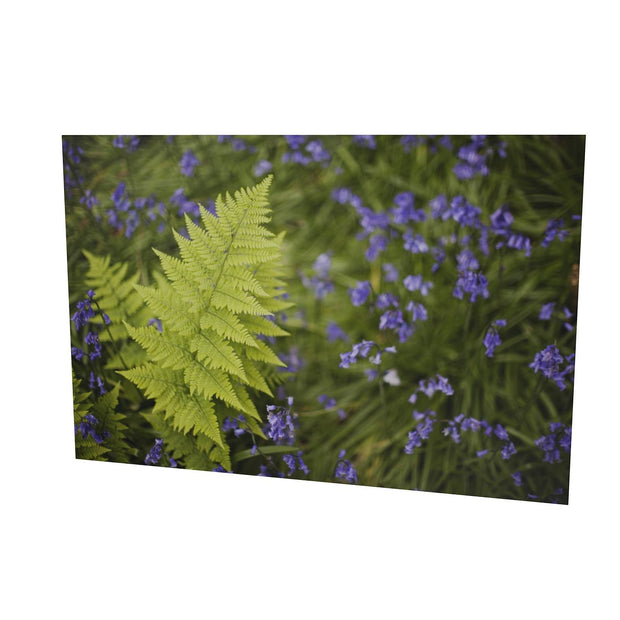 Fern with Bluebells, Muckross, Killarney, Co. Kerry