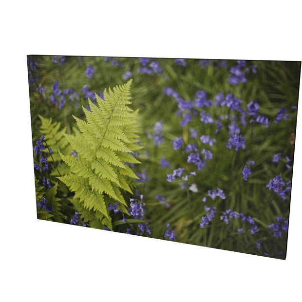 Fern with Bluebells, Muckross, Killarney, Co. Kerry