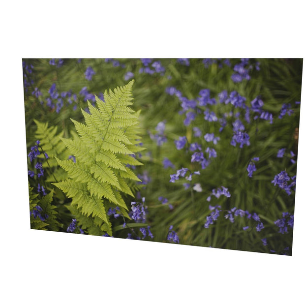 Fern with Bluebells, Muckross, Killarney, Co. Kerry