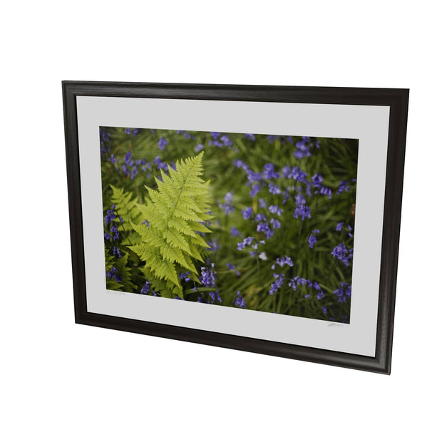 Fern with Bluebells, Muckross, Killarney, Co. Kerry