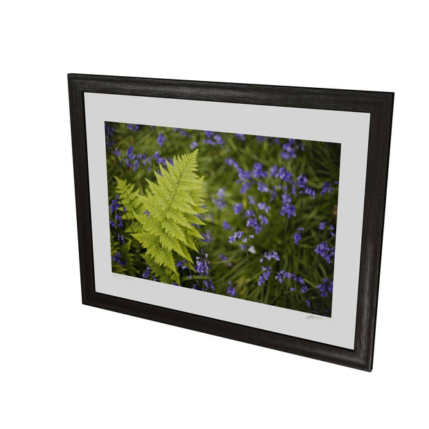 Fern with Bluebells, Muckross, Killarney, Co. Kerry