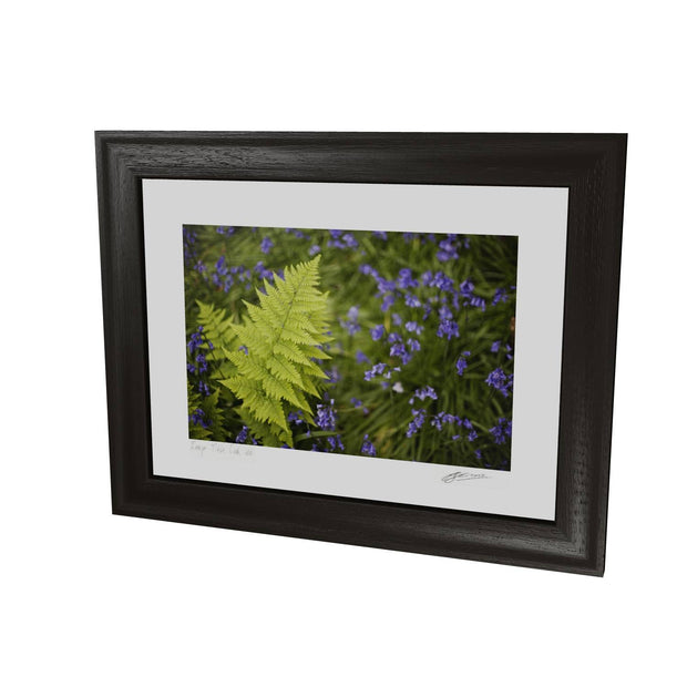 Fern with Bluebells, Muckross, Killarney, Co. Kerry
