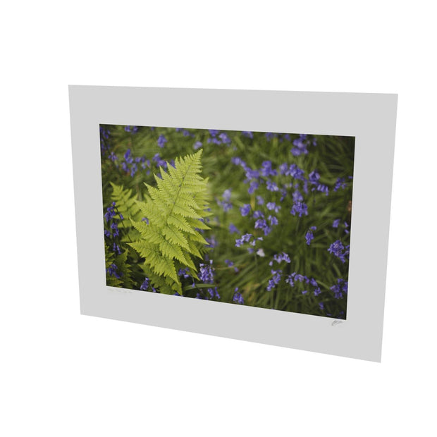 Fern with Bluebells, Muckross, Killarney, Co. Kerry