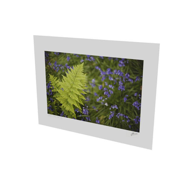 Fern with Bluebells, Muckross, Killarney, Co. Kerry