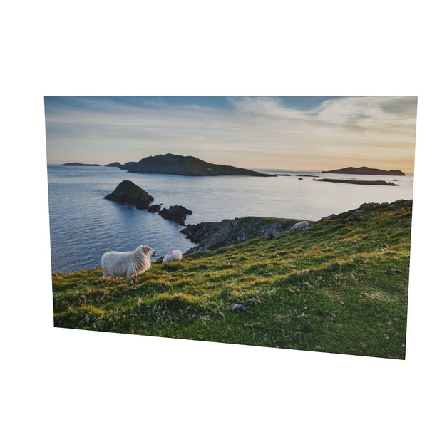 Dunmore Head with Sheep, Co. Kerry