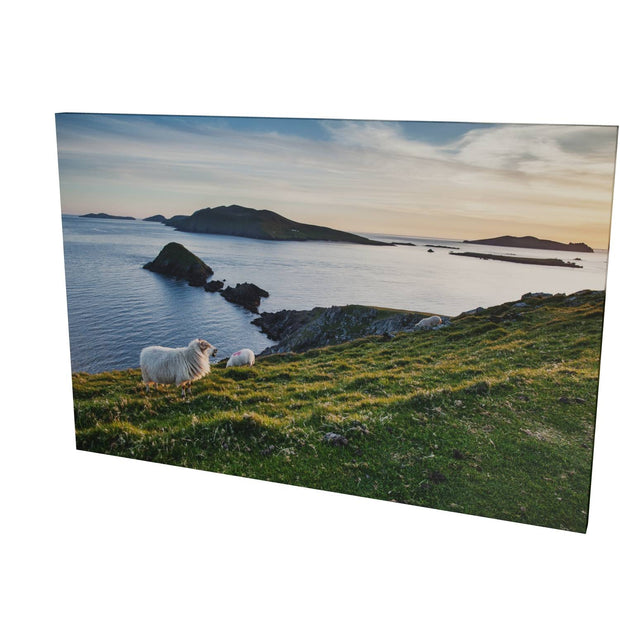 Dunmore Head with Sheep, Co. Kerry