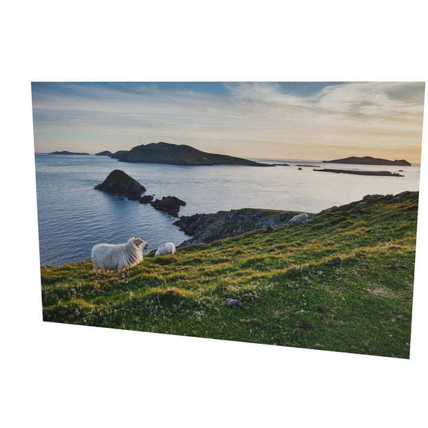 Dunmore Head with Sheep, Co. Kerry