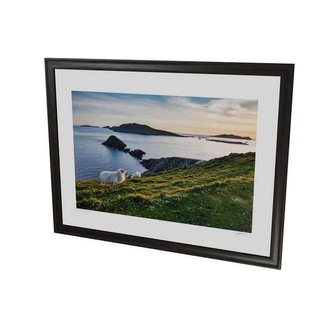 Dunmore Head with Sheep, Co. Kerry
