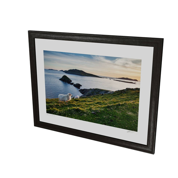 Dunmore Head with Sheep, Co. Kerry