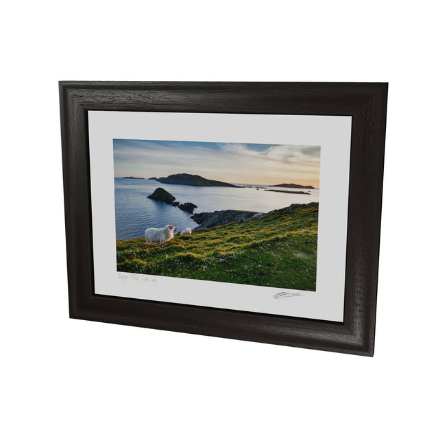 Dunmore Head with Sheep, Co. Kerry