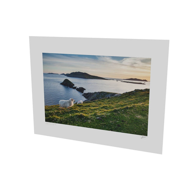 Dunmore Head with Sheep, Co. Kerry