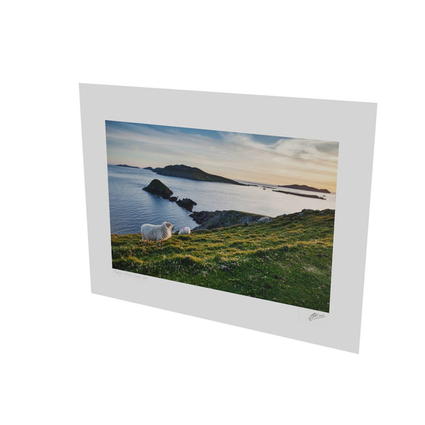Dunmore Head with Sheep, Co. Kerry
