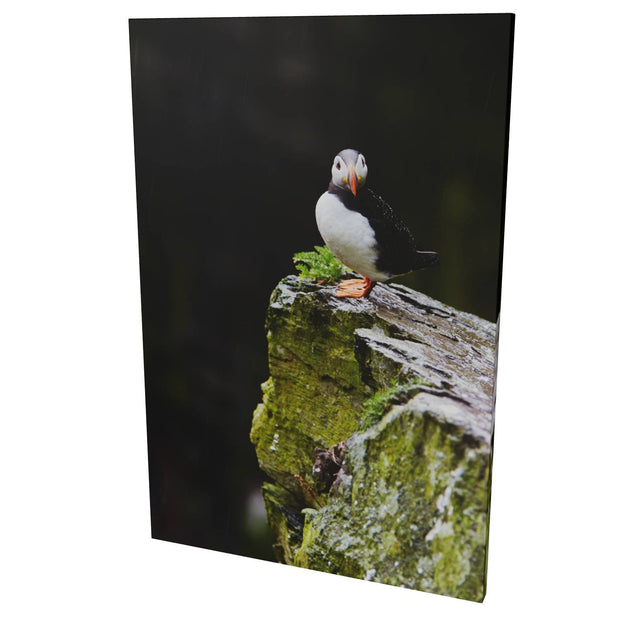The Watchful Puffin, Skellig Michael, Kerry
