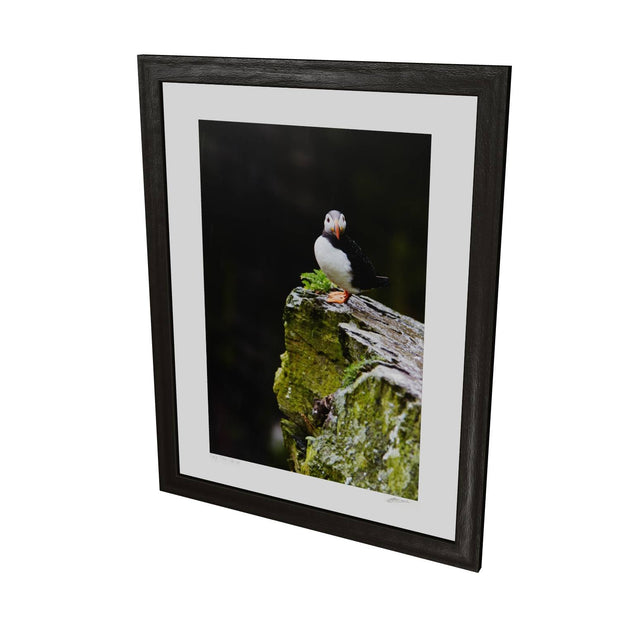 The Watchful Puffin, Skellig Michael, Kerry