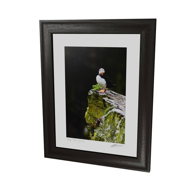 The Watchful Puffin, Skellig Michael, Kerry