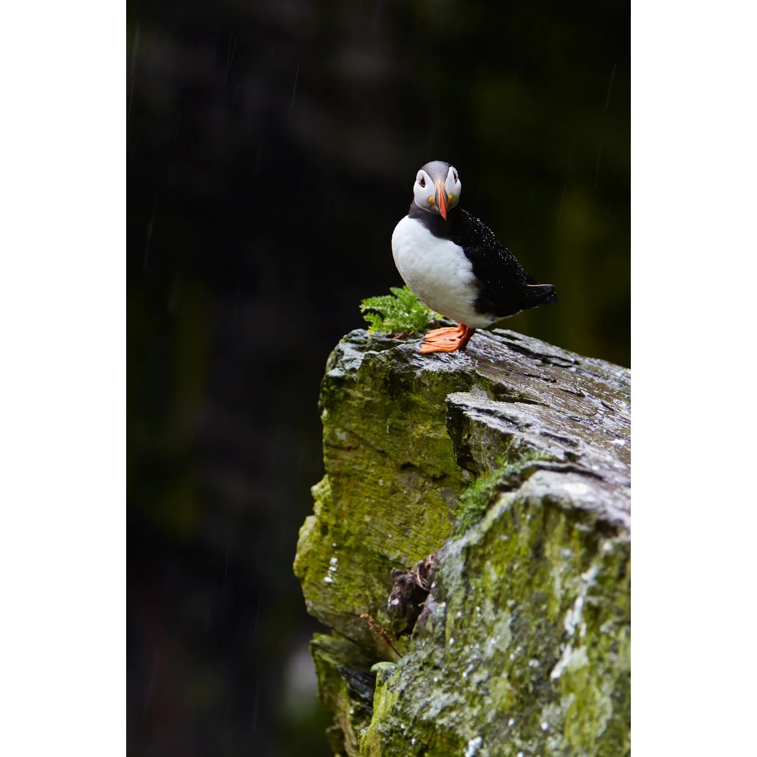 The Watchful Puffin, Skellig Michael, Kerry