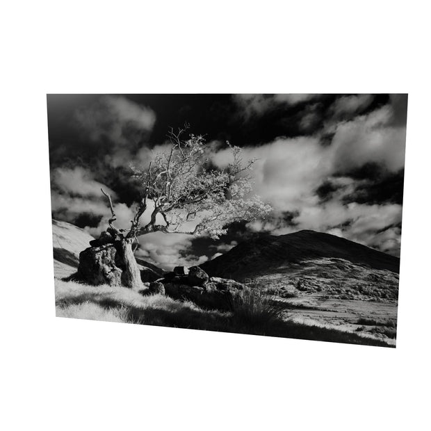 Lone Tree, Lough Brin, Kerry