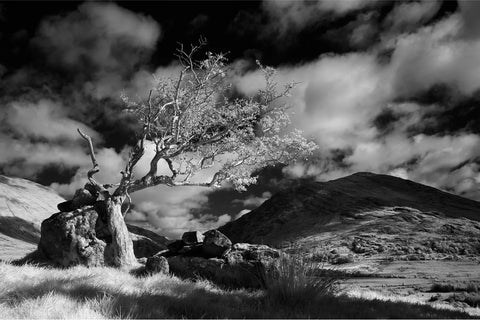 Black and white infrared photograph of a wind-bent lone tree near Lough Brin with a mountain and dramatic clouds, Kerry