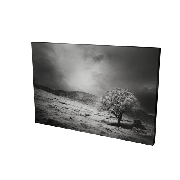 Lone Tree, Partry Mountains, Co. Mayo