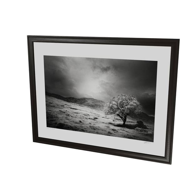 Lone Tree, Partry Mountains, Co. Mayo