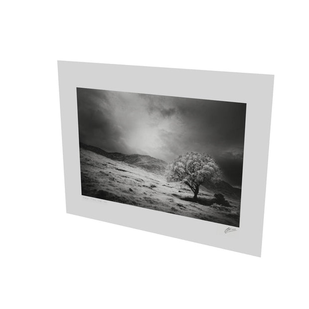 Lone Tree, Partry Mountains, Co. Mayo