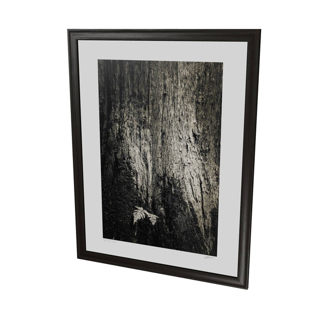 Fern and Tree, Cong, Co. Mayo