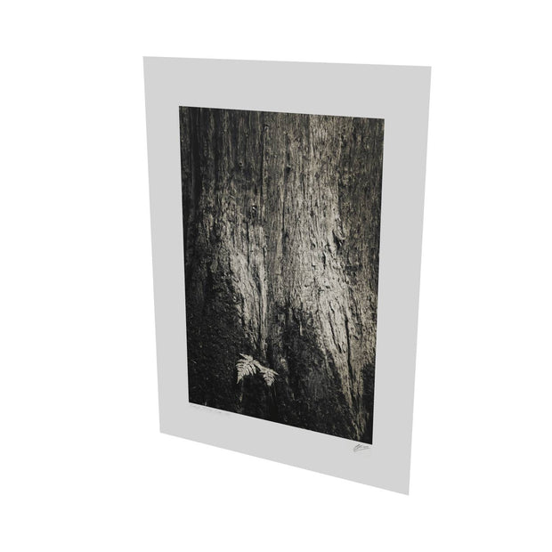 Fern and Tree, Cong, Co. Mayo