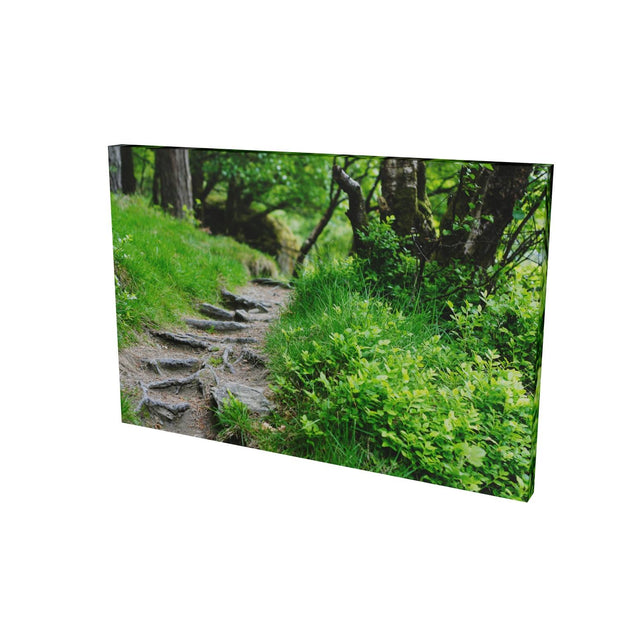 Forest Trail, Glendalough, Co. Wicklow