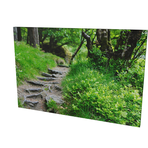 Forest Trail, Glendalough, Co. Wicklow