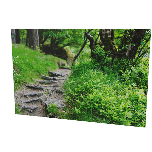 Forest Trail, Glendalough, Co. Wicklow