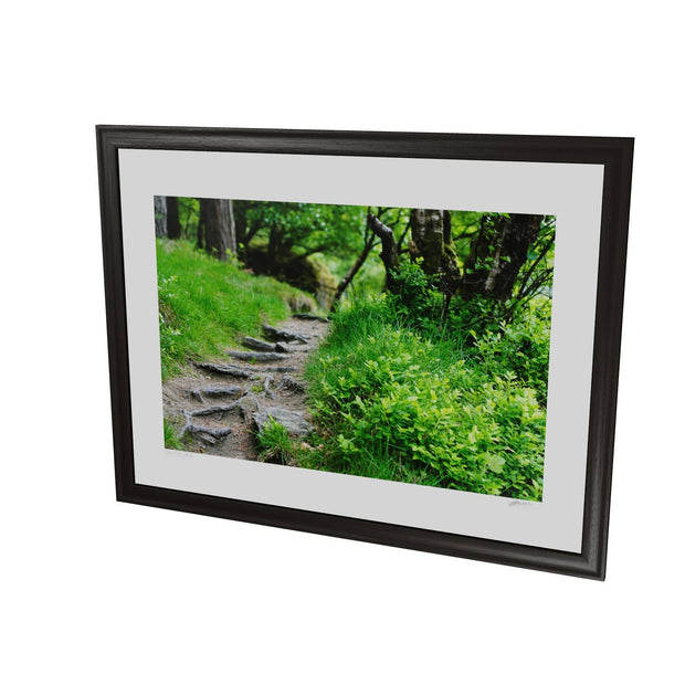 Forest Trail, Glendalough, Co. Wicklow