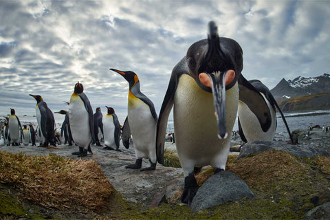 King penguin peering into the camera at close range with the colony and snow-capped mountains behind at Gold Harbour, South Georgia