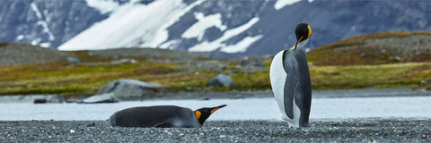 Two King Penguins on grey shingle at King Haakon Bay, one standing upright, one resting, with snow-streaked dark mountains rising behind