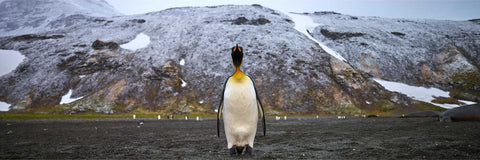 Lone Penguin, St. Andrew's Bay, South Georgia