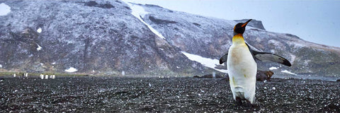 King penguin standing on dark volcanic beach in light snowfall with snow-streaked mountains behind, St. Andrew's Bay, South Georgia