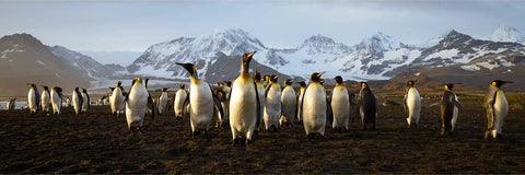 King penguins spread across the dark plain of St. Andrew's Bay, South Georgia, with snow-capped mountains behind in warm low light