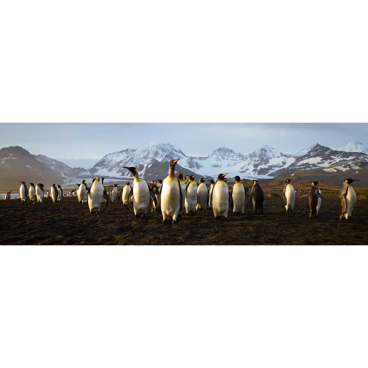The March of the Penguins, St. Andrew&